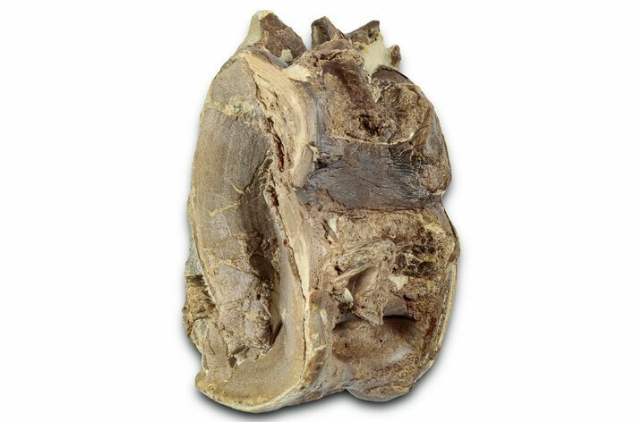 Cretaceous Fossil Ray-Finned Fish (Xiphactinus) Vertebra - Kansas #331054